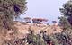 Constructions de branchages sur pilotis sur le littoral mditerranen - Province d'Antalya -st - 73