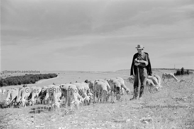Berger et ses  moutons - Août 1972