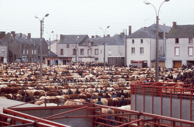 Marchs aux bestiaux  en Pays de la Loire et Bretagne