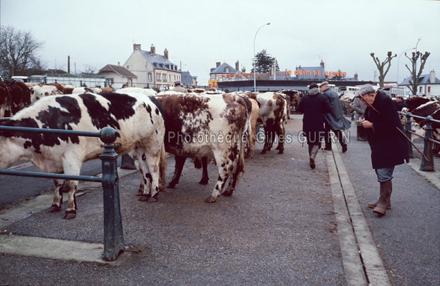 Marchés aux bestiaux en Normandie