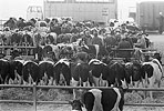 1979  - Marché aux bestiaux de Fougères - Île et Vilaine - Discussions d'affaires dans les travées
