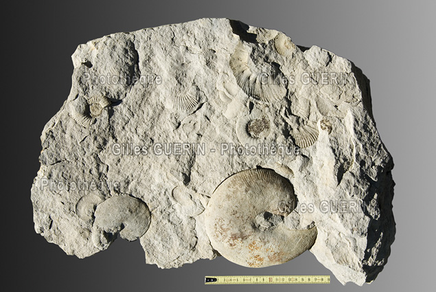 Ammonites fossiles