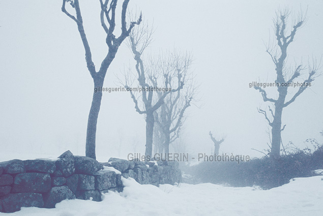Silhouettes d'arbres, neige et brouillard