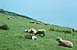 Moutons en Cornouailles - 08