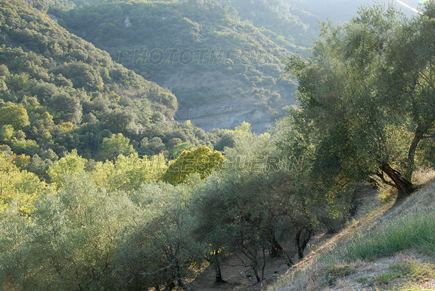 Paysage cvenol et champs d'oliviers