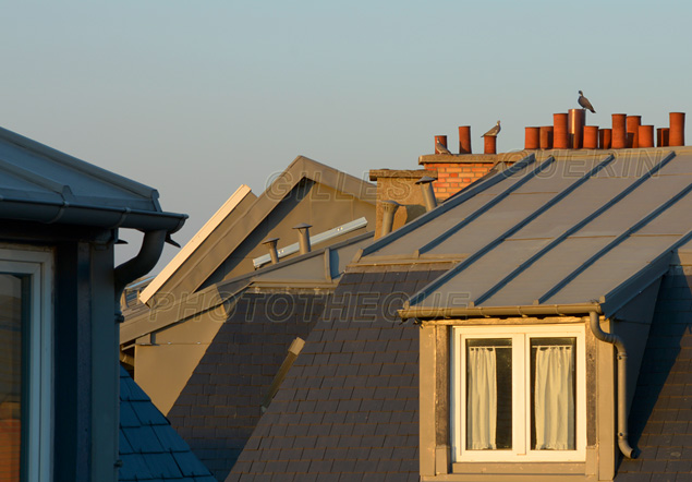 Pigeon et pigeonnes sur les toits de Paris au soleil couchant - 2019