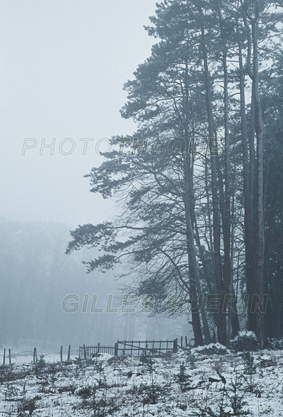 Ambiance bleue - Orée d'un bois avec neige et brouillard à la tombée de la nuit