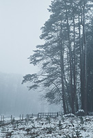 Ore d'un bois dans la brume et sous la neige - Bretagne sud 1977