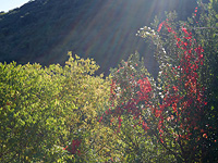 paysage cvenol - Lumire d'octobre