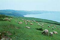 Moutons  perte de vue en bord de mer - Cornouailles 1980