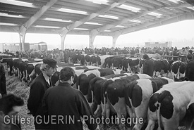 Marchés aux bestiaux  en Pays de la Loire et Bretagne