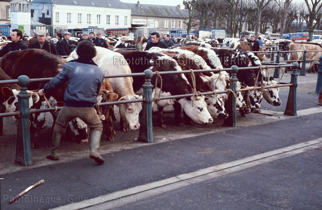 Marchs aux bestiaux en Normandie