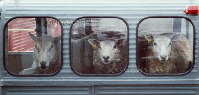 3 moutons dans une 2CV - Marchés aux bestiaux en Normandie