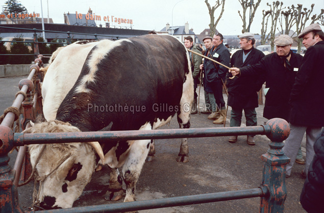 Marchés aux bestiaux en Normandie