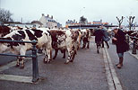 1979  - Marché aux bestiaux de L'Aigle - Département de l'Orne - Marchand de bestiaux faisant ses comptes