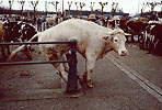 1979  - Marché aux bestiaux de L'Aigle - Département de l'Orne - Vache en difficulté sur une barrière de séparation