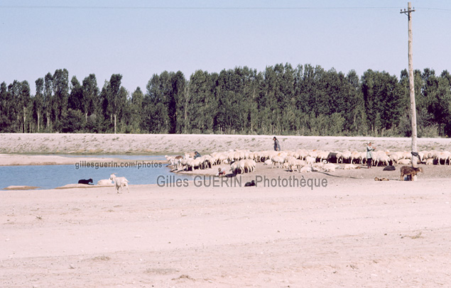 Anatolie Centrale - Troupeau de moutons...