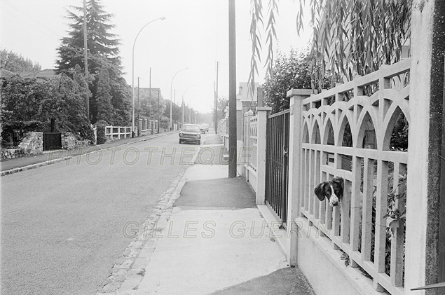 Tête de chien dépassant de la clôture d'un pavillon banlieue