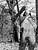 Photomontage et surimpression - Femme nue et transparente dans les arbres - 07B