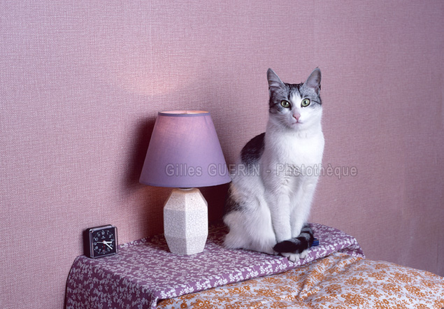 Gatita  - Jolie chatte noir et blanc - 1985
