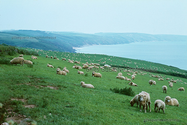 Moutons en Cornouailles